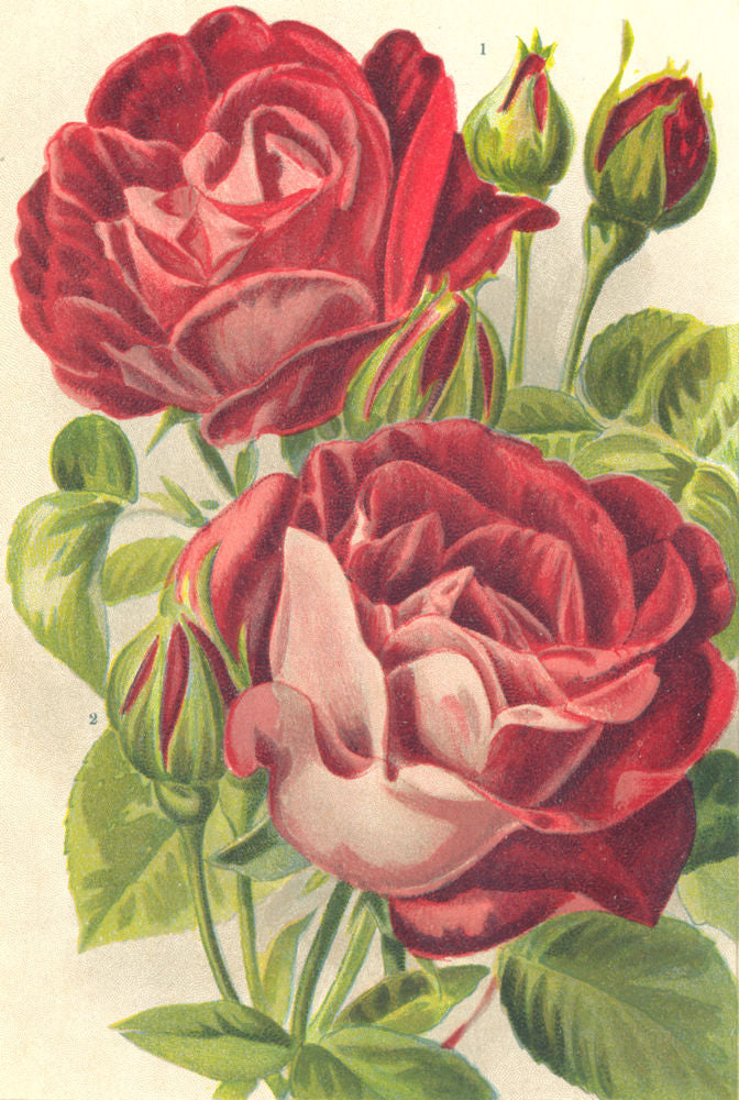 ROSES. Fisher Holmes; General Jacoueminot 1903 old antique print picture